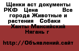 Щенки аст документы РКФ › Цена ­ 15 000 - Все города Животные и растения » Собаки   . Ханты-Мансийский,Нягань г.